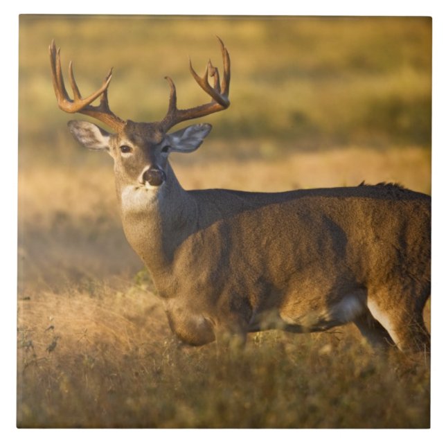 Carreau En Céramique Cerf de Virginie (Odocoileus virginianus) adulte (Devant)