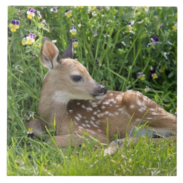 Carreau En Céramique cerfs communs Blanc-coupés la queue (virginianus (Devant)