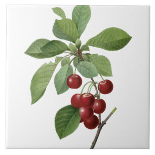 Carreau En Céramique Cerises de Pierre-Joseph Redouté peignant la tuil
