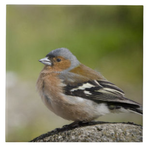 Carreau En Céramique Chaffinch mâle (WILD : Fringilla coelebs)