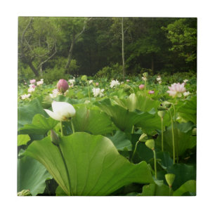 Carreau En Céramique Champ de fleurs de Lotus Jardin d'été