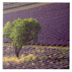 Carreau En Céramique Champ de lavande en Haute Provence, France