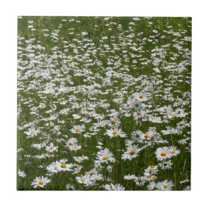 Carreau En Céramique Champ de marguerites Fleurs sauvages de l'Alaska