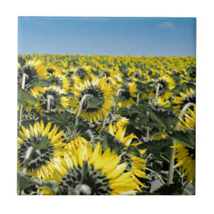 Carreau En Céramique Champ de tournesols
