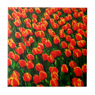 Carreau En Céramique Champ de Tulipes Orange Lumineuses - Aquarelle