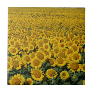 Carreau En Céramique Champ des tournesols