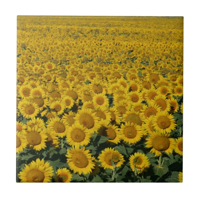 Carreau En Céramique Champ des tournesols (Devant)