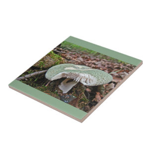 Carreau En Céramique Champignons verts - Russula crusosa
