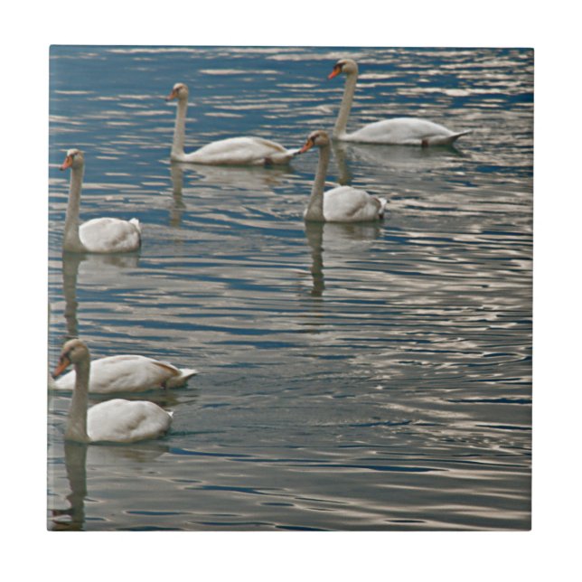 Carreau En Céramique Chanson de cygne (Devant)