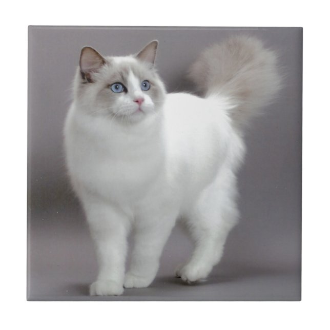 Carreau En Céramique Chat aux yeux bleus Purfection de Ragdoll (Devant)