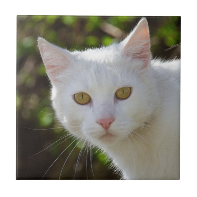 Carreau En Céramique Chat blanc aux yeux jaunes (Devant)