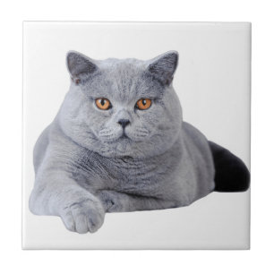 Carreau En Céramique Chat britannique de shorthair