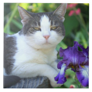 Carreau En Céramique Chat dans le jardin