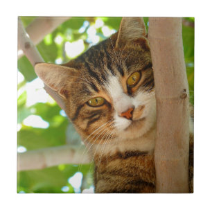 Carreau En Céramique Chat grimpant à un arbre