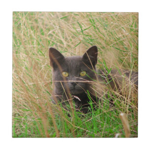 Carreau En Céramique Chat gris foncé qui sort de l'herbe haute