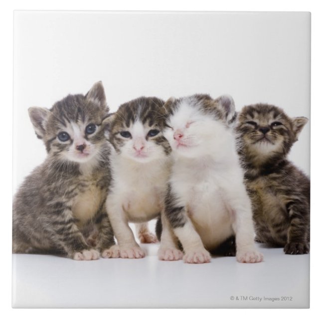 Carreau En Céramique Chat japonais (Devant)