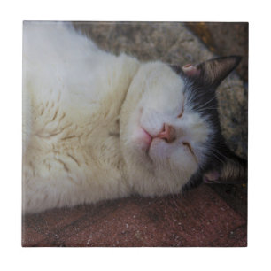 Carreau En Céramique Chat satisfait dormant sur elle de retour