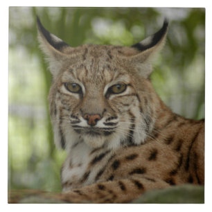 Carreau En Céramique Chat sauvage 2_11x11