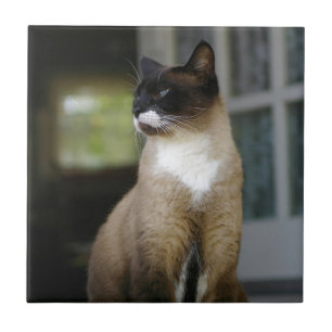 Carreau En Céramique Chat siamois sur le porche