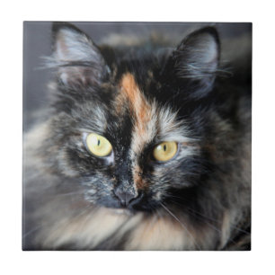 Carreau En Céramique Chat sibérien