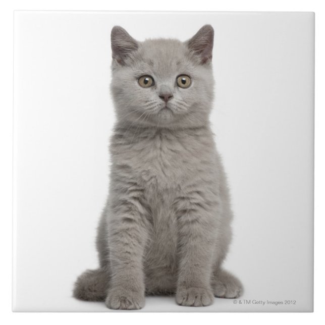 Carreau En Céramique Chaton britannique de Shorthair (Devant)