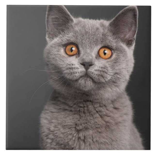 Carreau En Céramique Chaton britannique de Shorthair (3 mois) (Devant)
