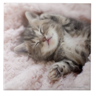 Carreau En Céramique Chaton dormant sur la serviette
