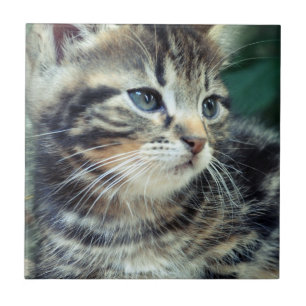 Carreau En Céramique Chaton mignon adorable