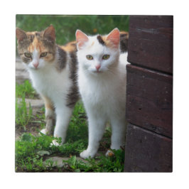 Carreau En Céramique Chats dehors en train de jouer