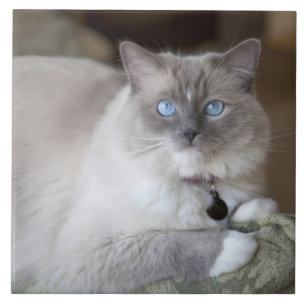 Carreau En Céramique Chatte Ragdoll