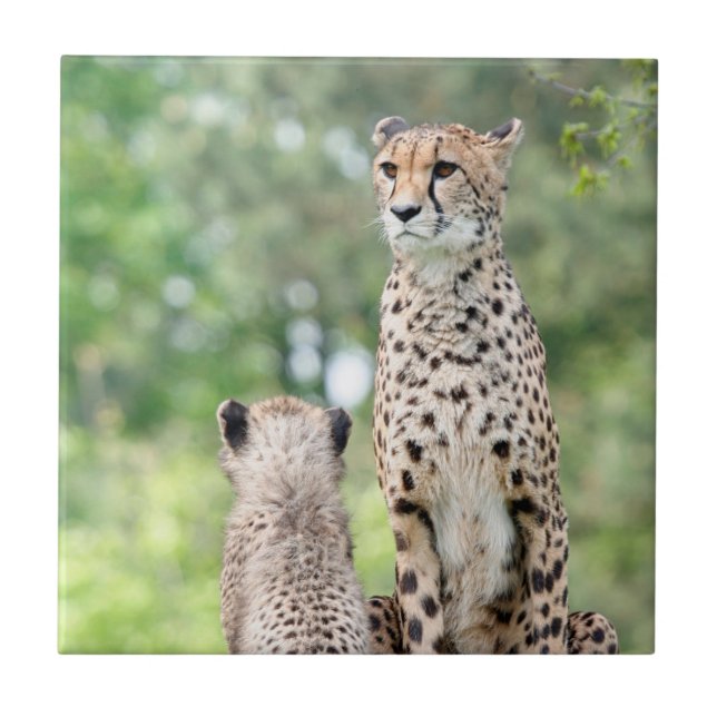 Carreau En Céramique Cheetah 004 (Devant)