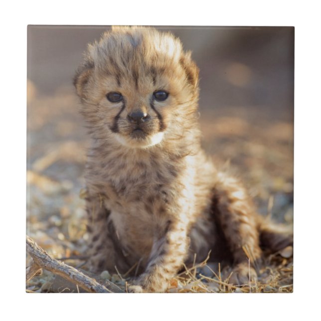 Carreau En Céramique Cheetah 19 jours bébé mâle (Devant)