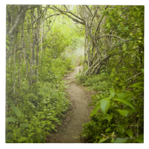 Carreau En Céramique Chemin à travers la forêt