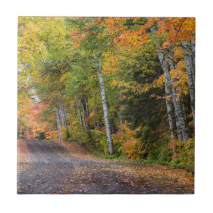 Carreau En Céramique Chemin De Gravel Flâné De Feuilles Avec Couleur D'