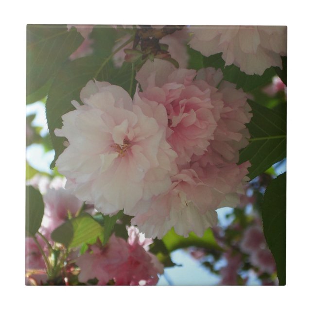 Carreau En Céramique Cherry Tree I Spring Floral (Devant)