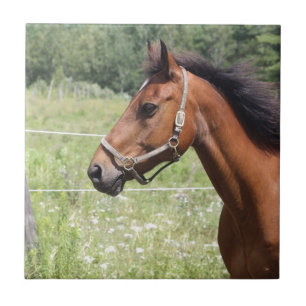 Carreau En Céramique Cheval