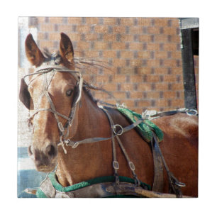 Carreau En Céramique Cheval Amish