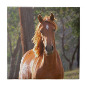 Carreau En Céramique Cheval Brown au soleil