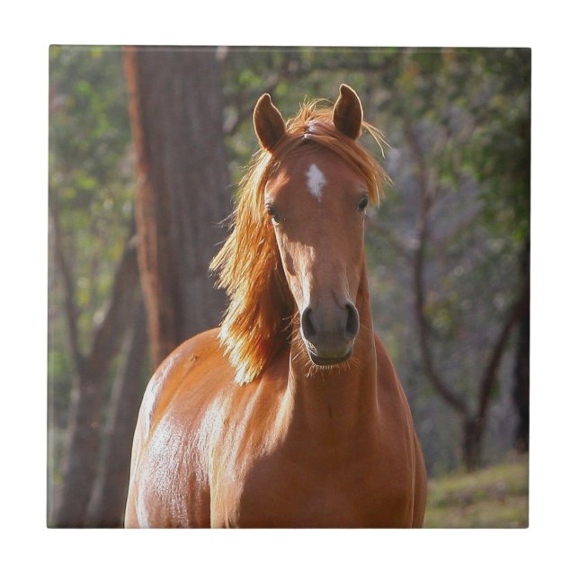 Carreau En Céramique Cheval Brown au soleil (Devant)