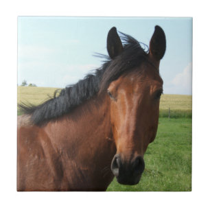 Carreau En Céramique Cheval de la baie dans le pâturage