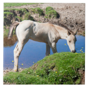 Carreau En Céramique Cheval de poulain en peau de dun Carrelage