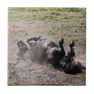 Carreau En Céramique Cheval de roulement