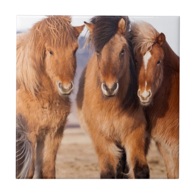 Carreau En Céramique Cheval islandais en hiver (Devant)