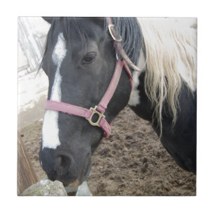 Carreau En Céramique Cheval Paint Pinto