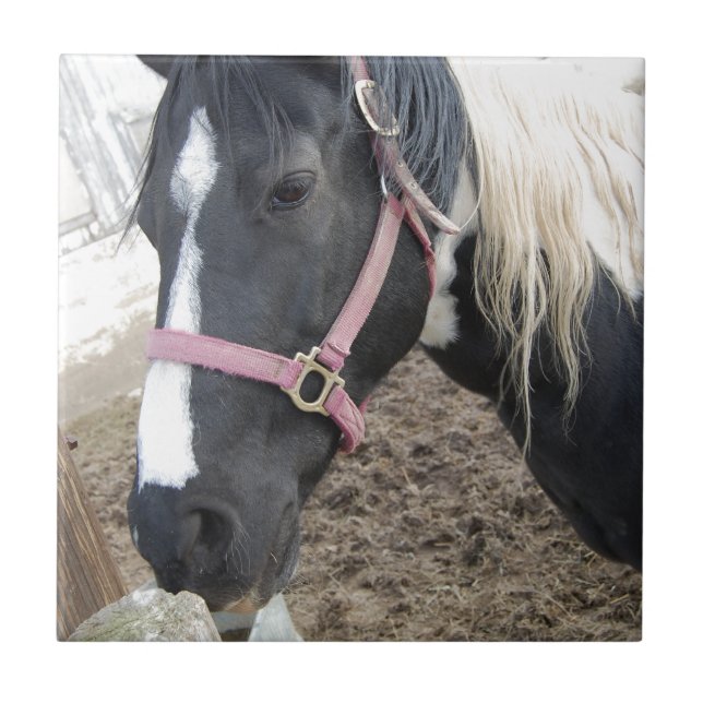 Carreau En Céramique Cheval Paint Pinto (Devant)