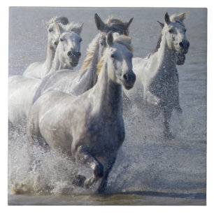 Carreau En Céramique Chevaux de Camargue fonctionnant sur le marécage