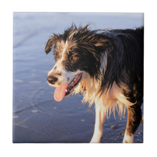 Carreau En Céramique Chien à collie de frontière meilleur ami