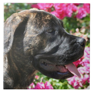 Carreau En Céramique Chien Brindle de mastiff