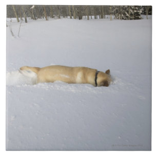 Carreau En Céramique Chien creusant dans la neige