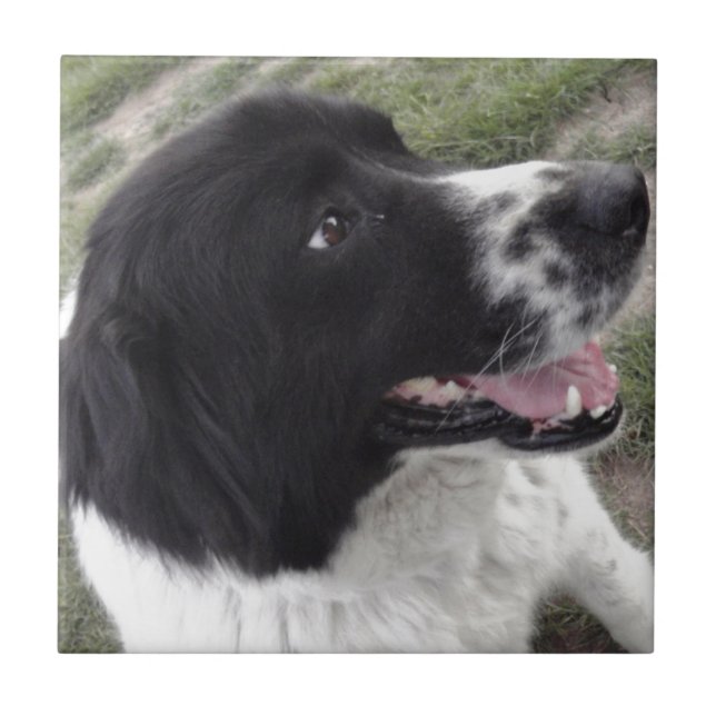 Carreau En Céramique Chien de berger bulgare de Sara (Devant)